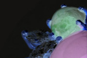 images/album/r_jadeite.jpg